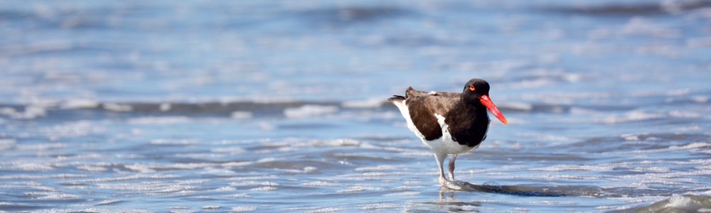 An American oystercatcher in the waves at Cape May