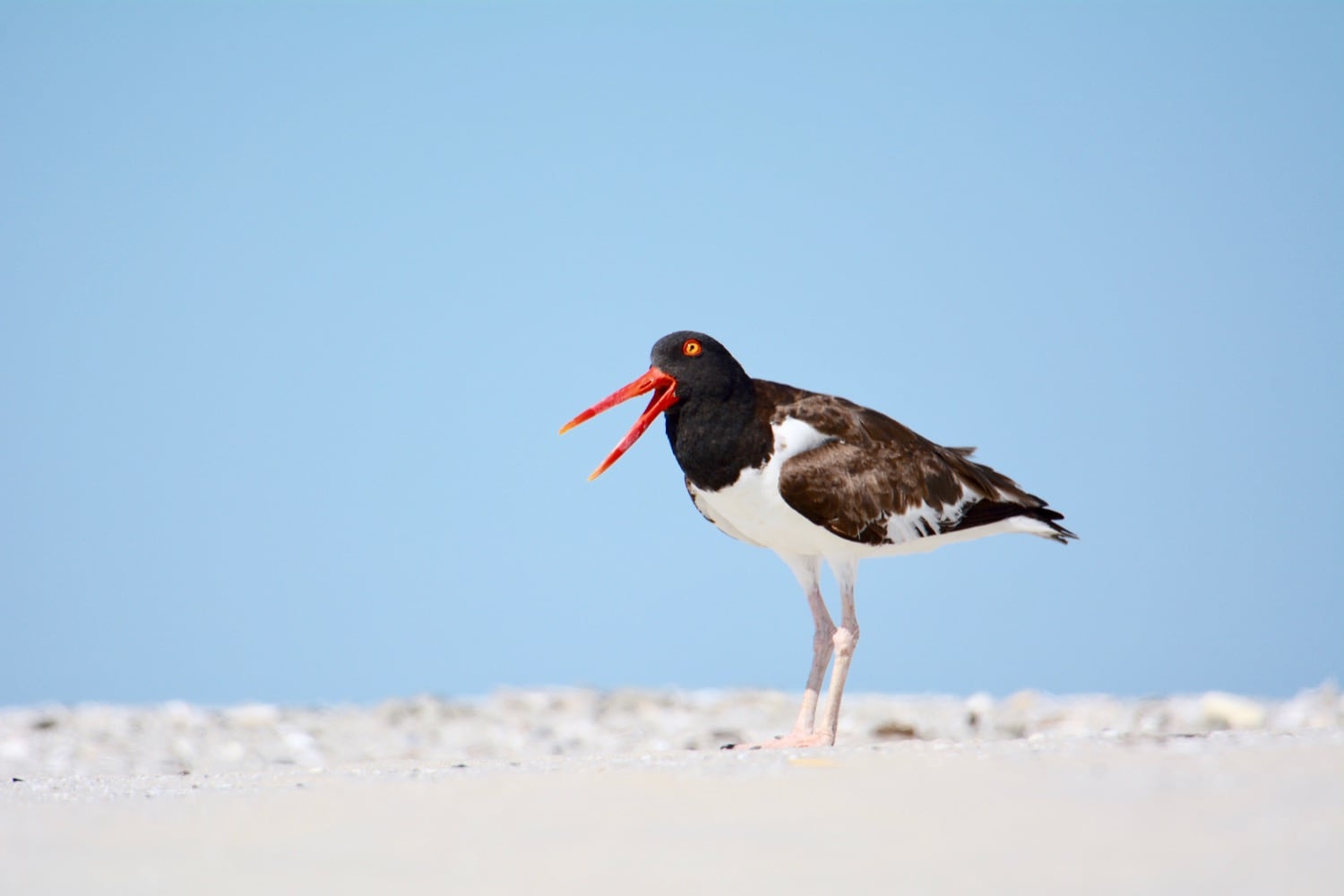 American oystercatcher at the shore in Cape May, New Jersey