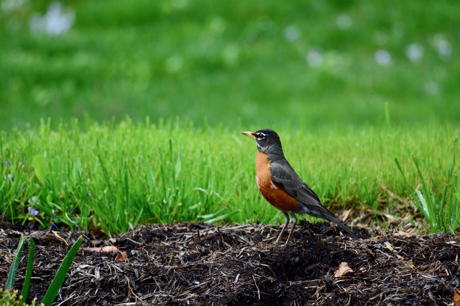 American robin in the grass in West Chester